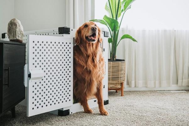 Best Carpets for Homes with Pets