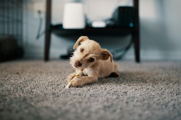 Hypoallergenic carpets
