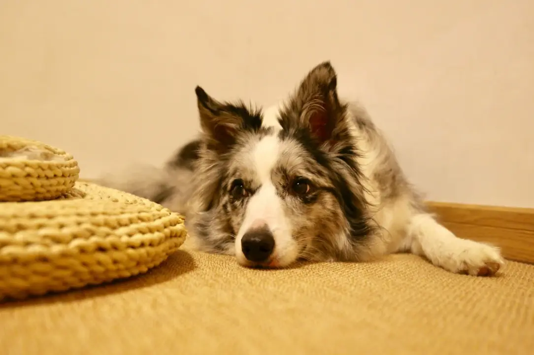 How to Remove Urine, Feces and Vomit Carpet Stains